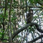 In den Mangroven von Sri Lanka