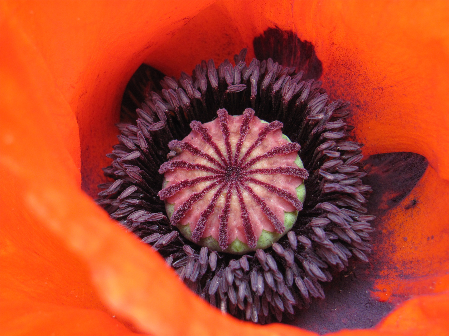 in den Mohn