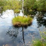 In den Moorsee gesteckt