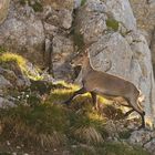 In den morgendlichen Sonnenstrahlen!