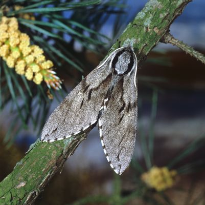 In den Nadelwäldern zuhause ...