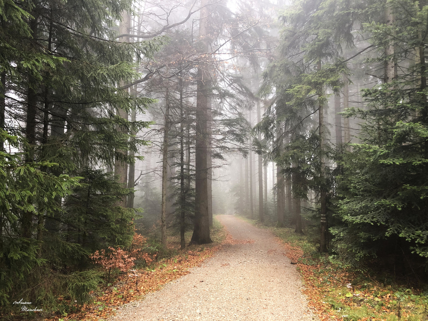 in den Nebel