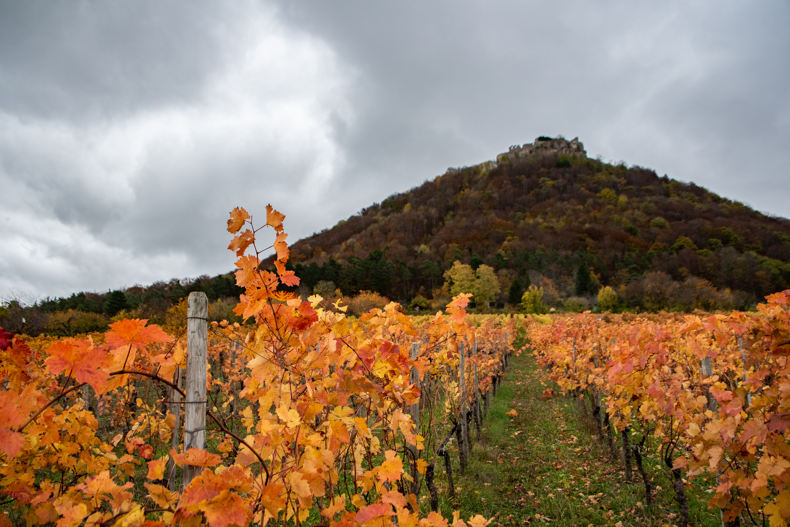 in den Neuffener Weinbergen