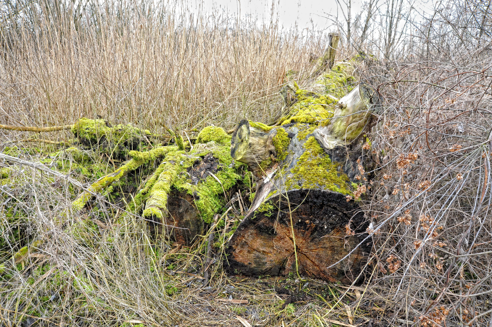 In den Niers-Auen