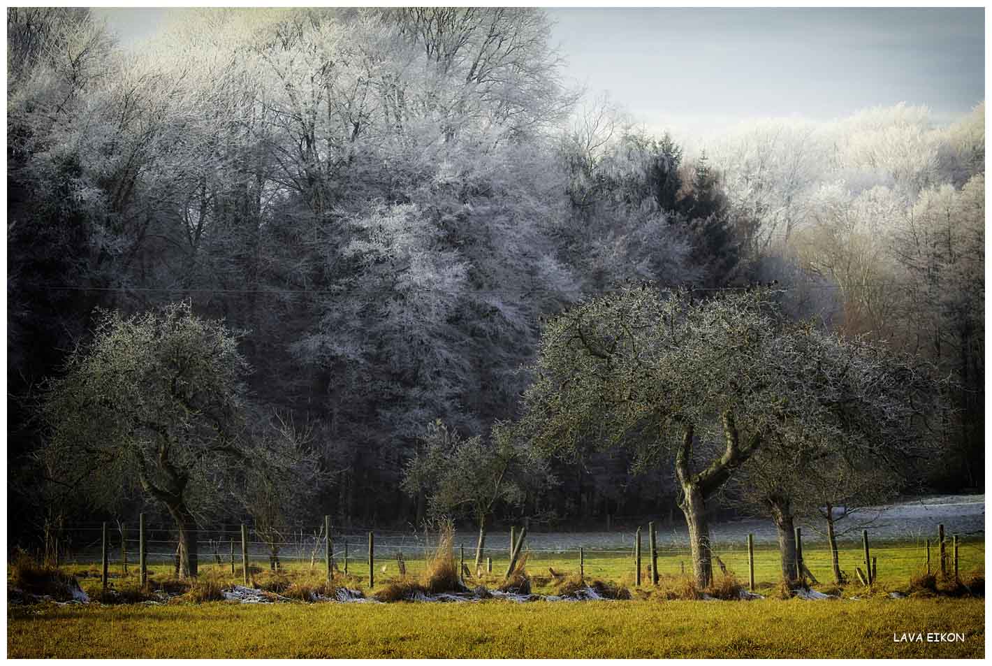 In den Obstbäumen wartend auf den Frühling