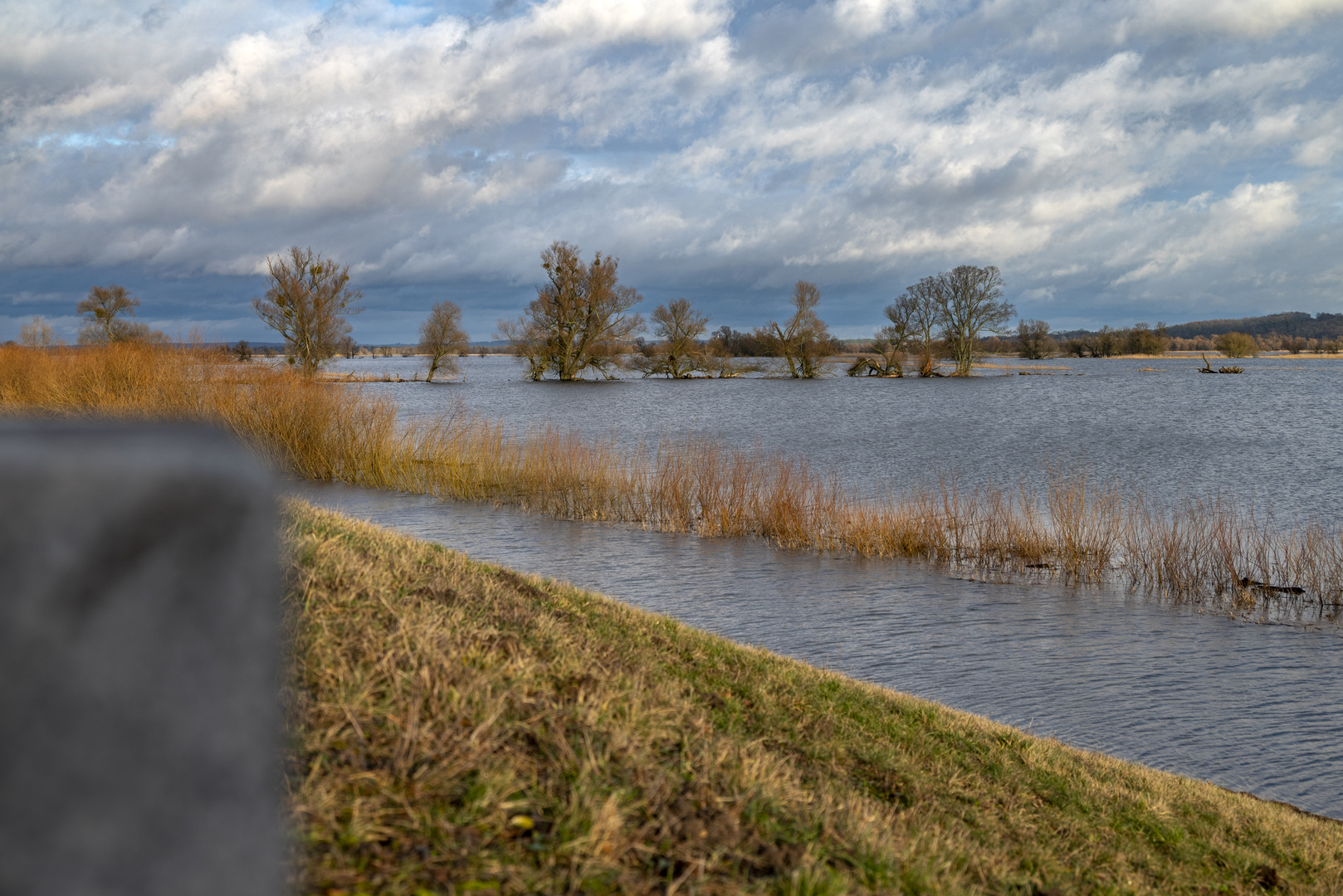 In den Oderauen bei Criewen