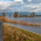 In den Oderauen bei Criewen