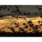 ...in den ohren der erinnerung... - ...ffffegt der wind, später herbstwind... - (mit Lyrik)