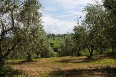 In den Olivenbäumen