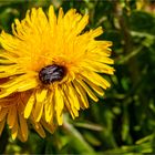 In den Pollen versunken