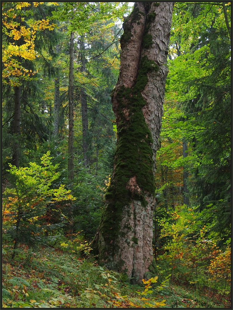 In den polnischen Beskiden - Gorce (1)