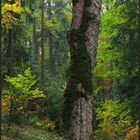 In den polnischen Beskiden - Gorce (1)