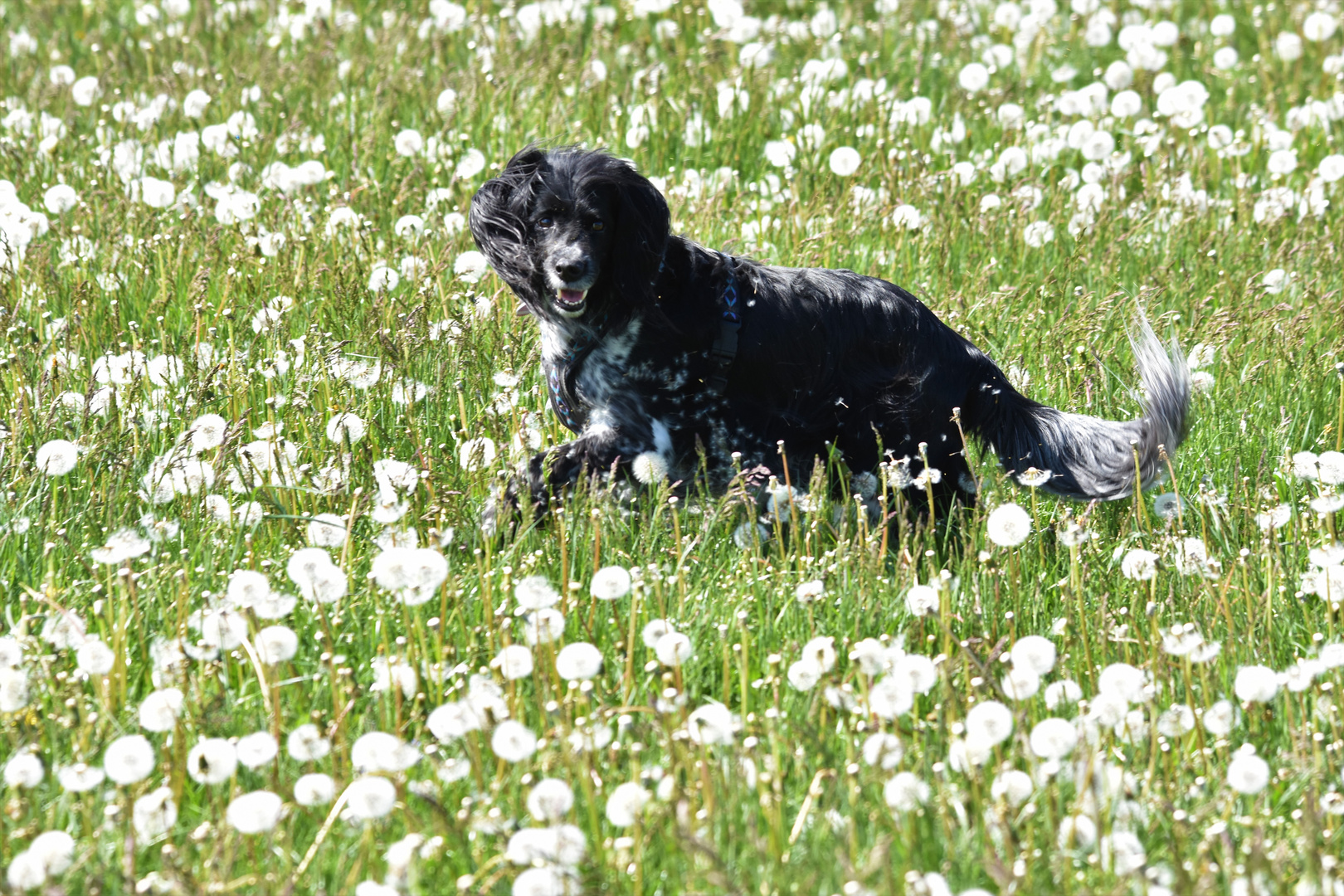 In den Pusteblumen 