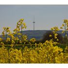 in den Rapsfeldern bei Wolken