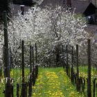 In den Reben bei der Kirschblüte im Eggener Tal - Feldberg