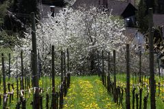 In den Reben bei der Kirschblüte im Eggener Tal - Feldberg