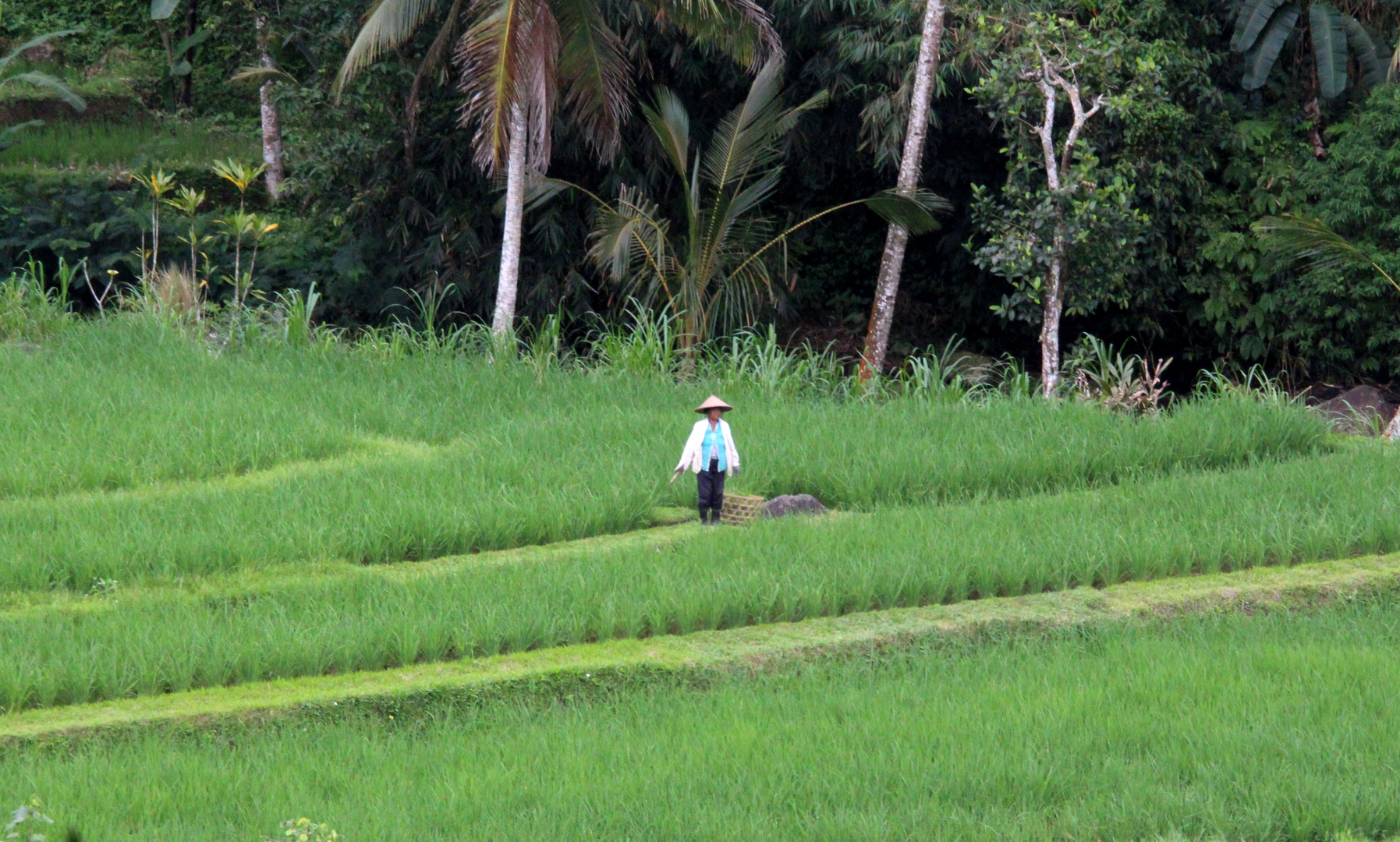In den Reisfeldern