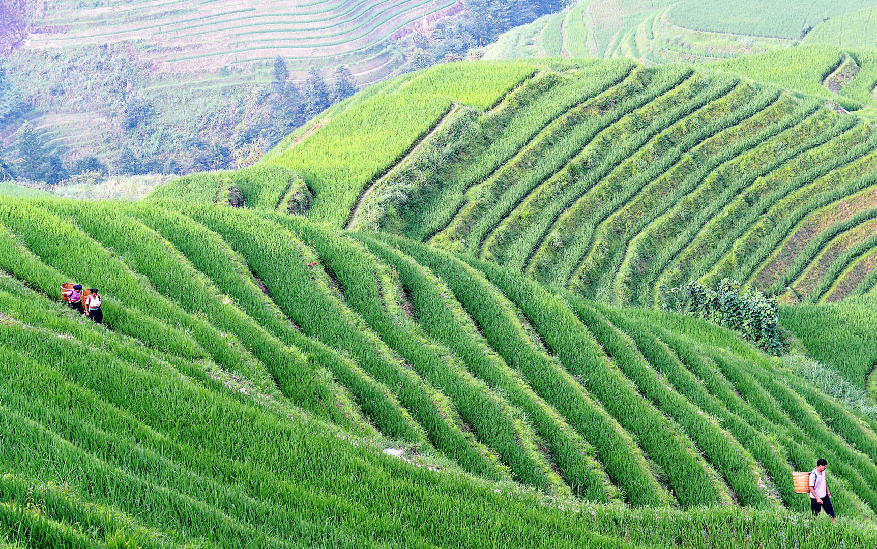 In den Reisterrassen von Longsheng