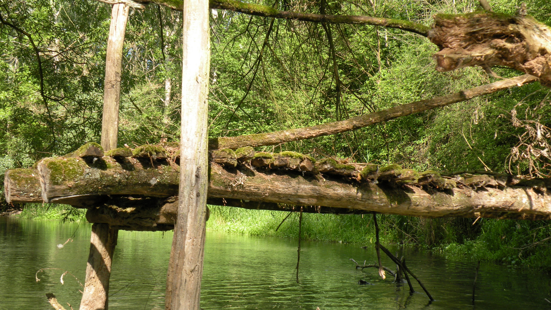 In den Rhein Auen