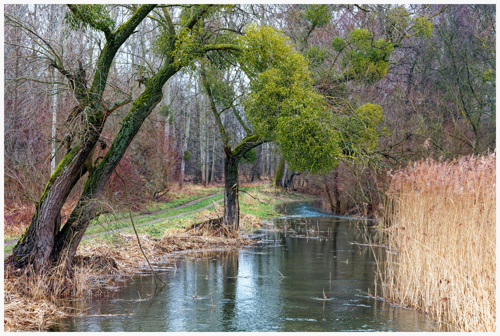 In den Rheinauen