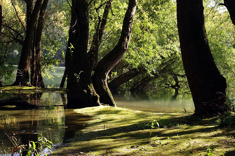 In den Rheinauen