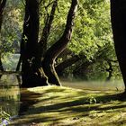 In den Rheinauen