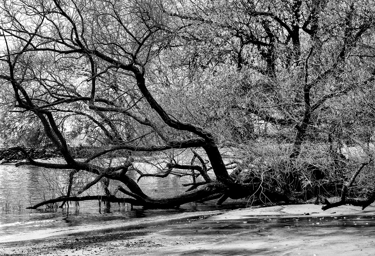 In den Rheinauen