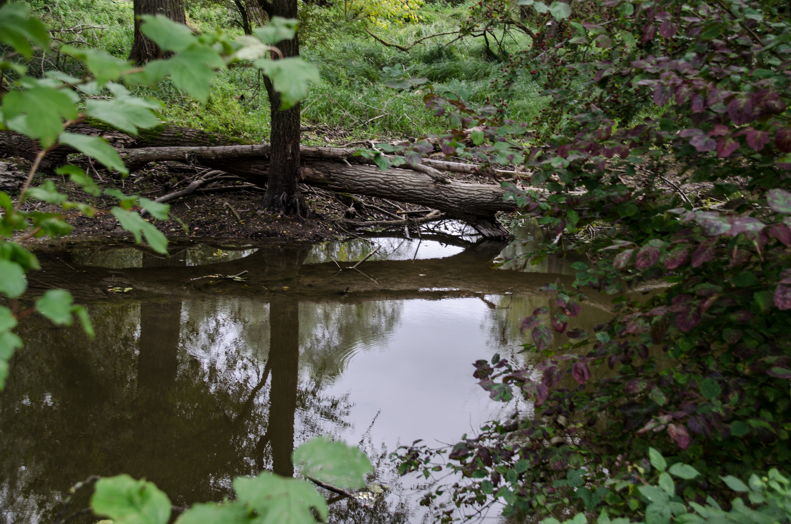 in den Rheinauen