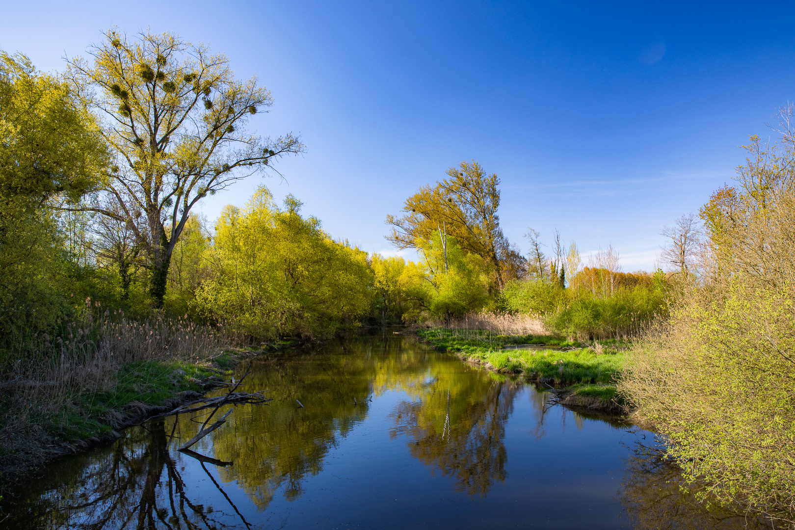 In den Rheinauen bei Hördt