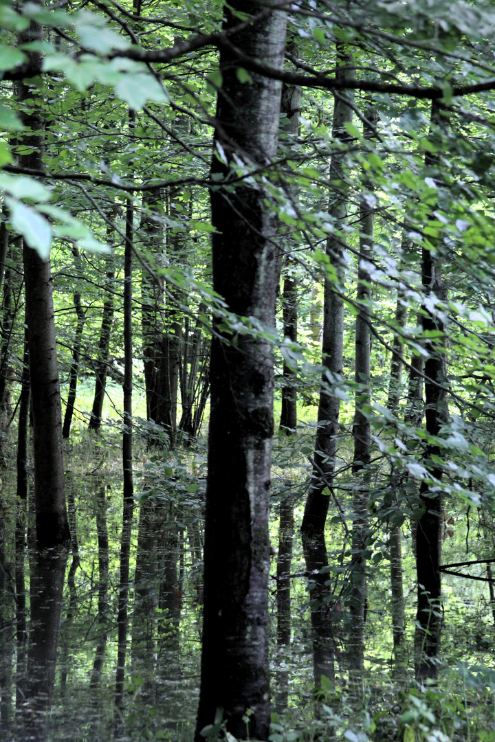 In den Rheinauen