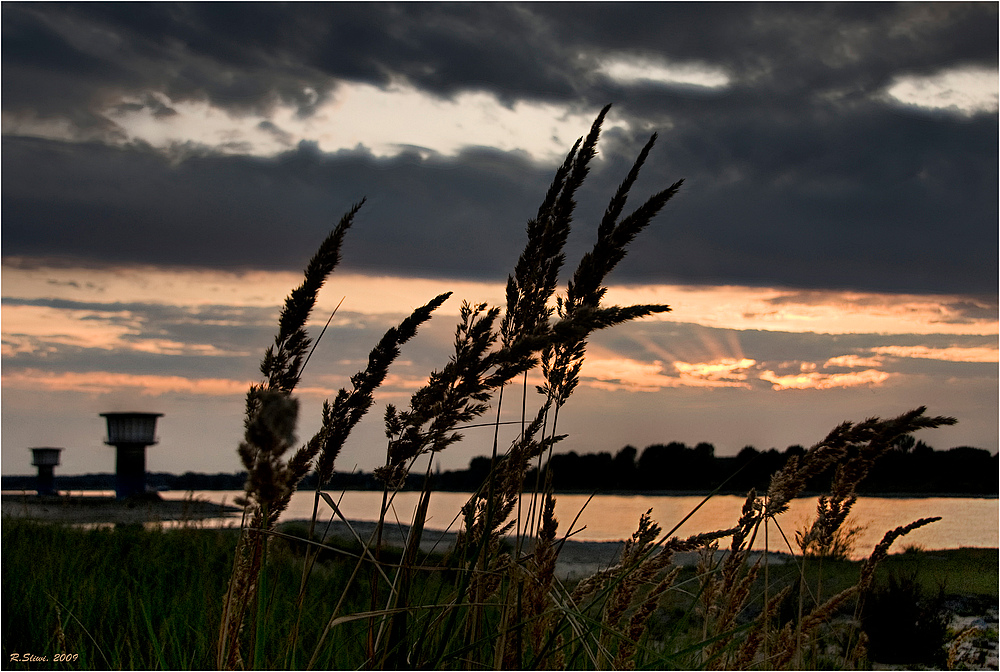 In den Rheinwiesen