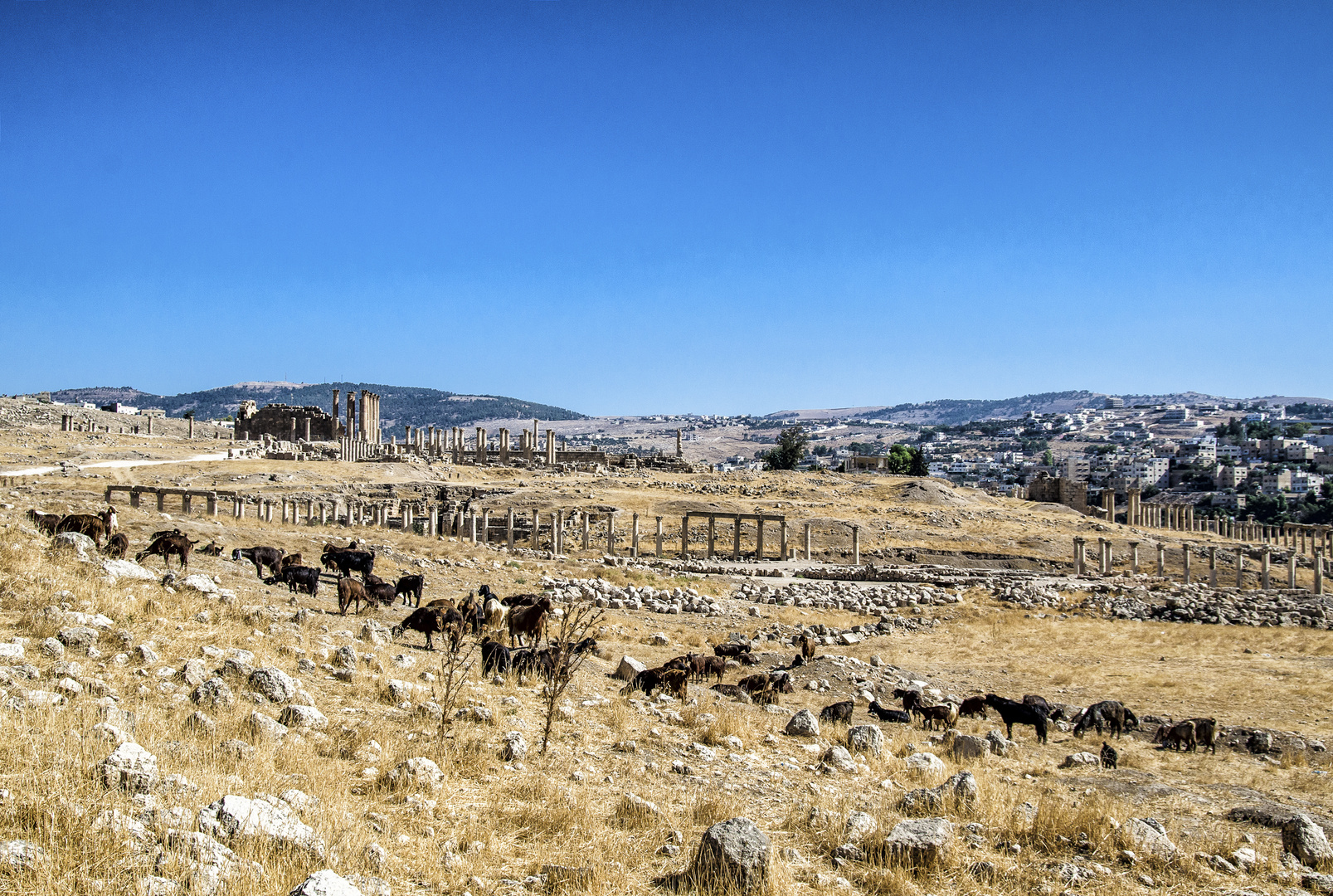 In den Ruinen von Jerash (Jordanien)