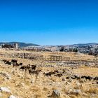 In den Ruinen von Jerash (Jordanien)