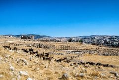 In den Ruinen von Jerash (Jordanien)