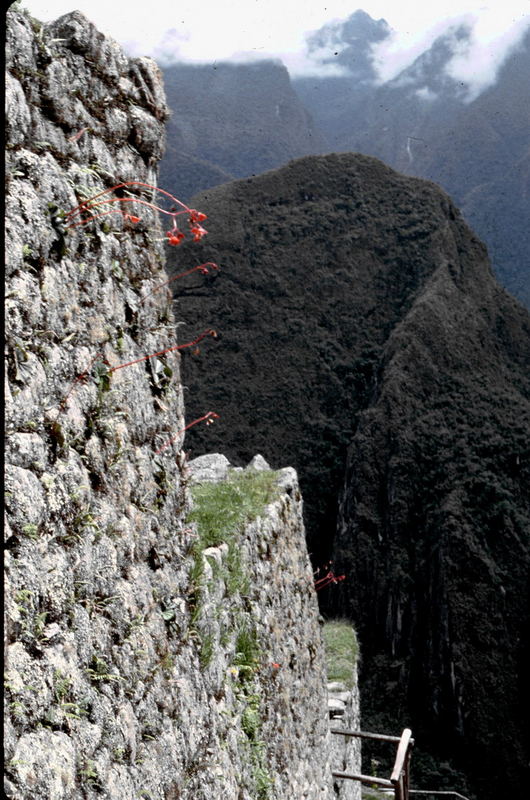 In den Ruinen von Machu Picchu