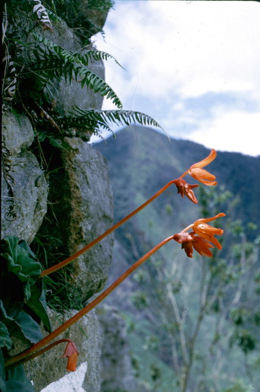 In den Ruinen von Machu Picchu / Detail