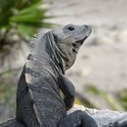 In den Ruinen von Tulum (Mexico) eine fauler riese