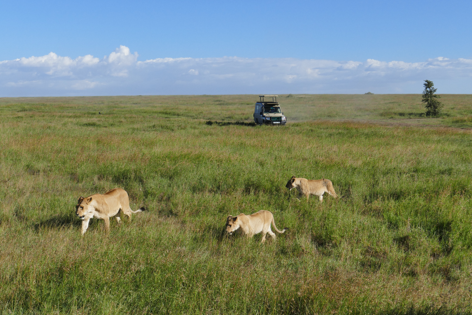 ...in den Savannen der Serengeti...