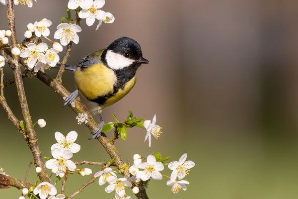 In den Schlehenblüten...
