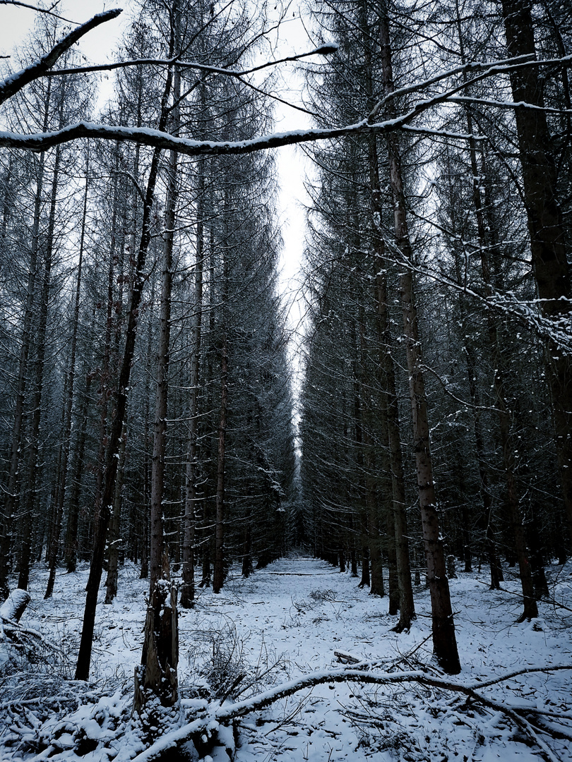 In den Schneewäldern