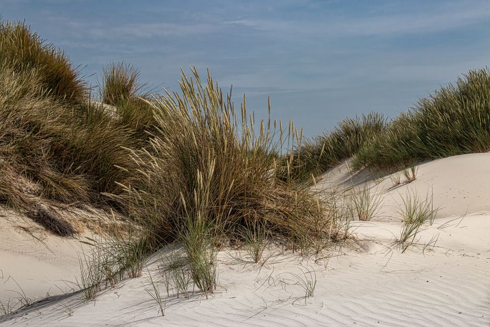 In den Schoorlser Dünen