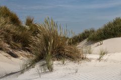 In den Schoorlser Dünen