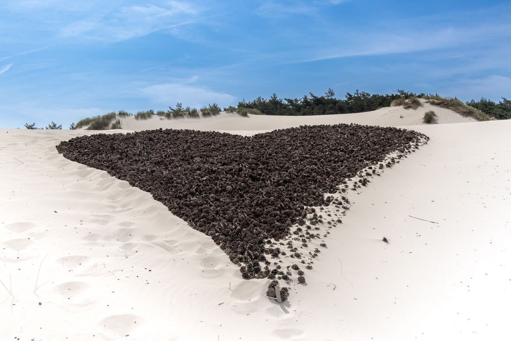 In den Schoorlser Dünen