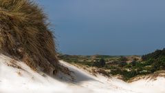 In den Schoorlser Dünen