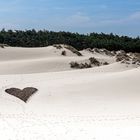 In den Schoorlser Dünen