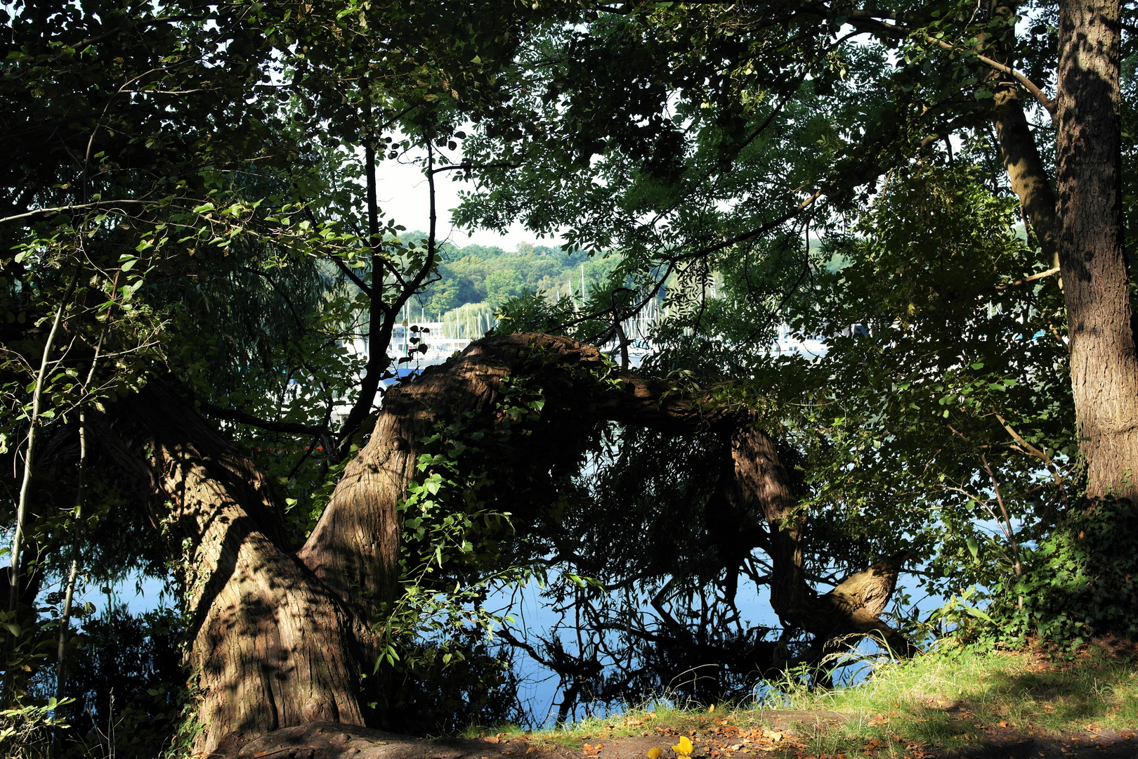 In den See hineingebogener Baum