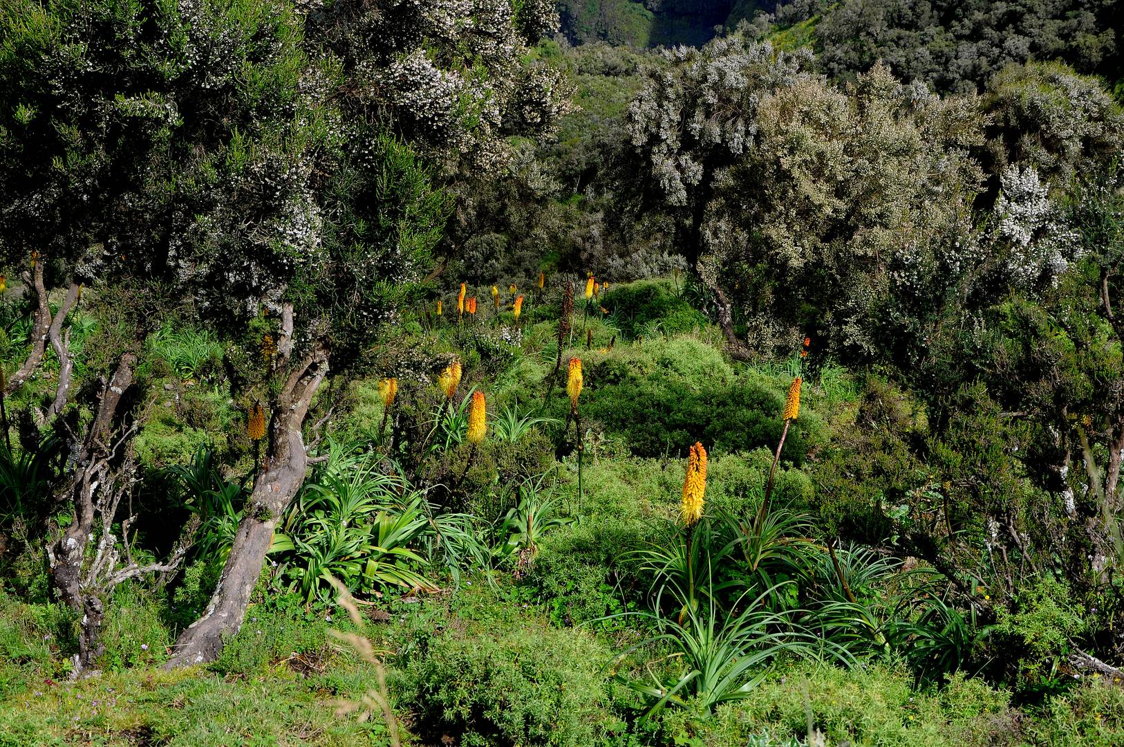 in den Simien Mountains