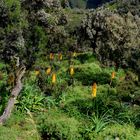 in den Simien Mountains