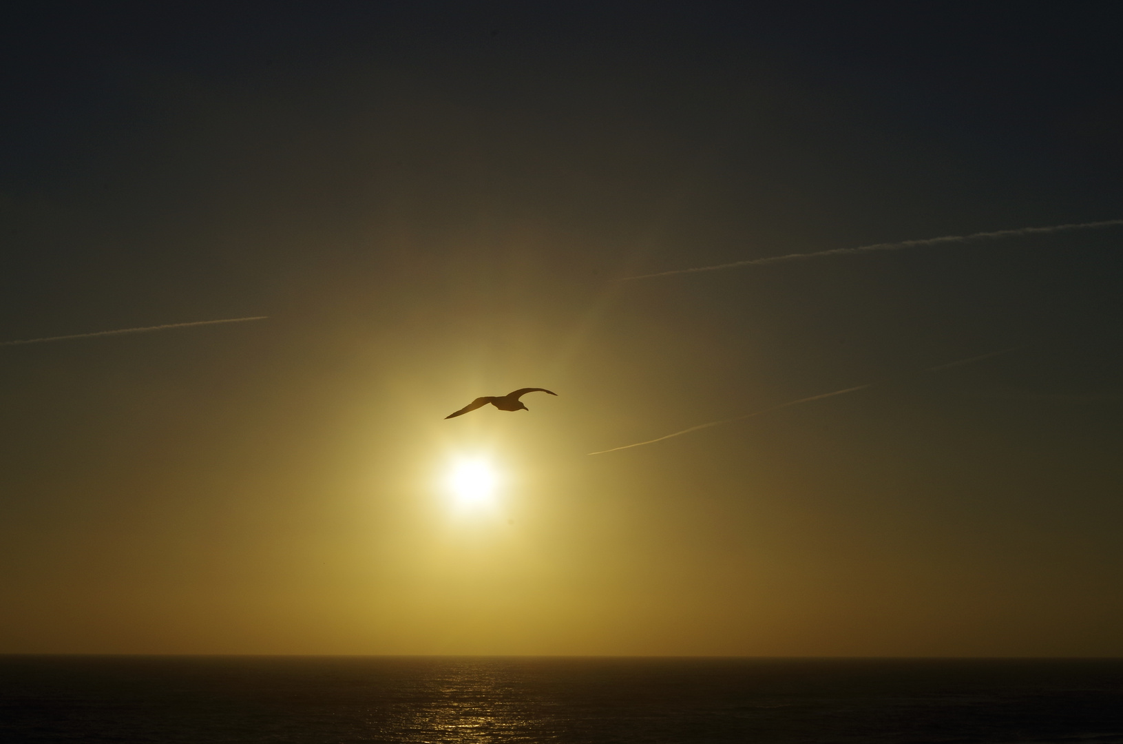 in den Sonnenuntergang fliegen