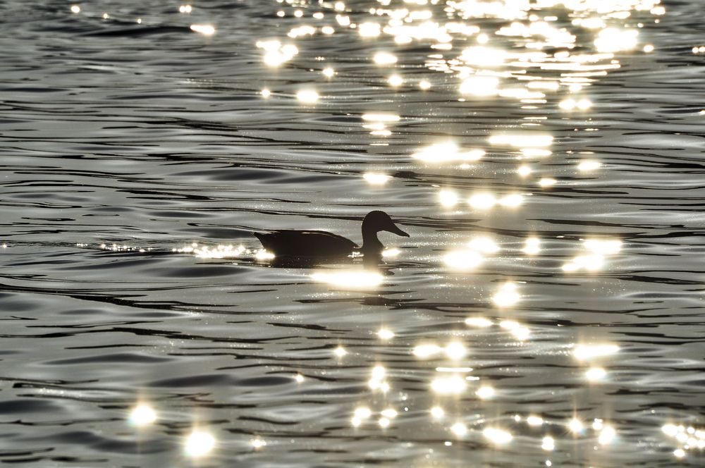 In den strahlen der Sonne